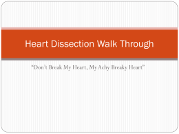 Heart Dissection Walk Through