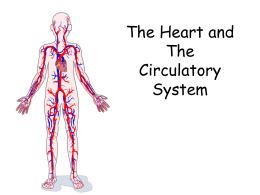 The Heart and The Circulatory System