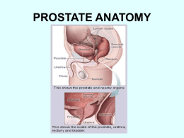 prostate anatomy - Forrest General Hospital