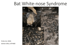 Bat White Nose 1 - Kolos