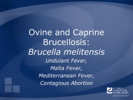 Brucellosis: Brucella melitensis - The Center for Food Security and