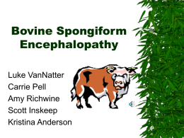 Bovine Spongiform Encephalopathy