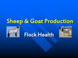 Sheep & Goat Production