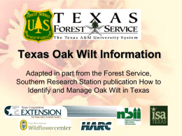 Texas Oak Wilt Information