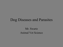 Dog Diseases and Parasites