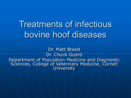 Treatments of infectious bovine hoof diseases