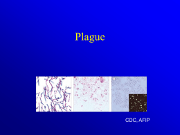 Plague - Anne Arundel County Physician's Link