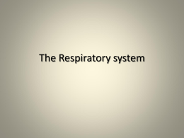 The Respiratory system - Powell County Schools