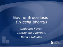 Bovine Brucellosis: Brucella abortus