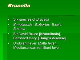 Brucella673 KB