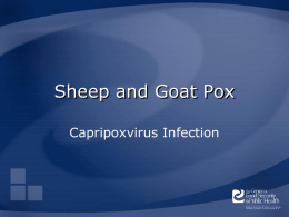 Sheep and Goat Pox (disease) - The Center for Food Security and