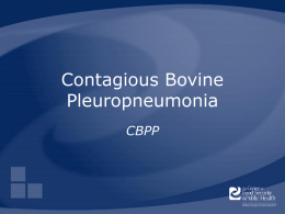 Contagious Bovine Pleuropneumonia - The Center for Food Security