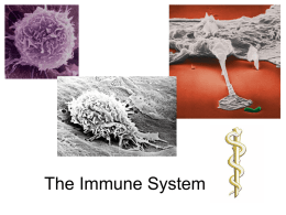 The Immune and Nervous System