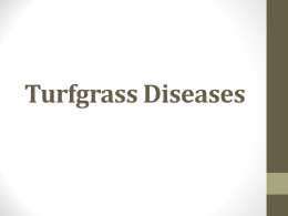 Turfgrass Diseases