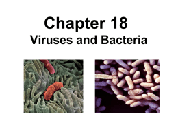 Chapter 18 Viruses and Bacteria 2