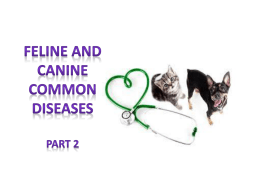 Common Diseases of Companion Animals Part 2