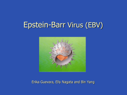 Epstein-Barr Virus - Cal State L.A. - Cal State LA
