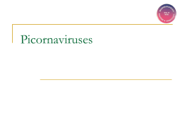 Picornaviruses