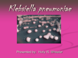 Klebsiella Pneumoniae