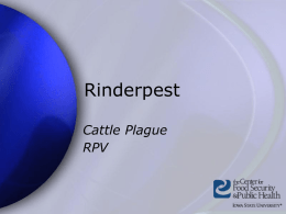 Rinderpest - The Center for Food Security and Public Health