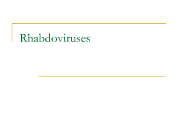 Rhabdoviruses