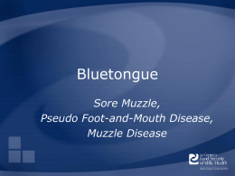 Bluetongue - The Center for Food Security and Public Health
