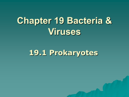 Chapter 19 Bacteria & Viruses