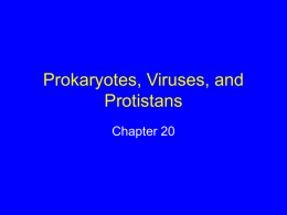 Prokaryotes, Viruses, and Protistans