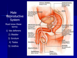 Male Reproductive System Key Terms