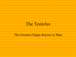 The Testicles