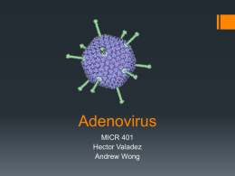 Adenovirus Serotype 3 - Cal State LA