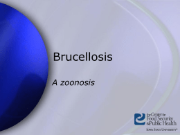 Brucellosis Presentation
