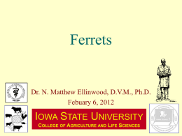 ANS 424 2012-02-06 Ferrets - Iowa State University: Animal