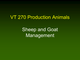VT 270 Sheep and Goats
