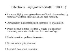 INFECTIOUS LARYNGOTRACHEITIS (ILT OR LT)