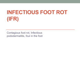 Infectious foot rot (IFR)