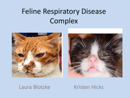 Feline Respiratory Disease Complex