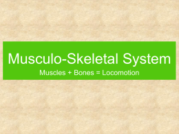 Chapter 39 - Musculoskeletal System