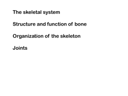sacrum bone