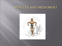 Muscles Movement PowerPoint new