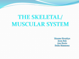 Skeletal_Systemx