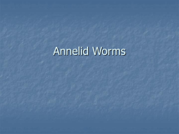 A35-Annelid Worms