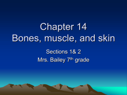 Chapter 14 Bones, muscle, and skin