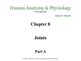 Synovial Joints
