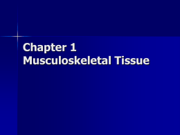 Musculoskeletal Tissue