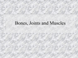 Bones, Joints and Muscles