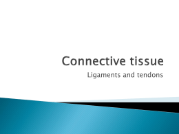 Connective tissuex