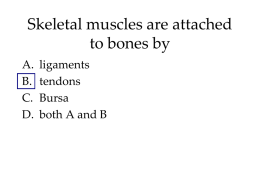 Skeletal muscles are attached to bones by