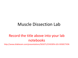 Muscle Dissection Lab