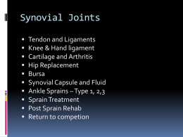 Synovial Capsule and Fluid